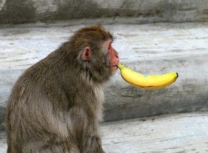 猿とバナナ
